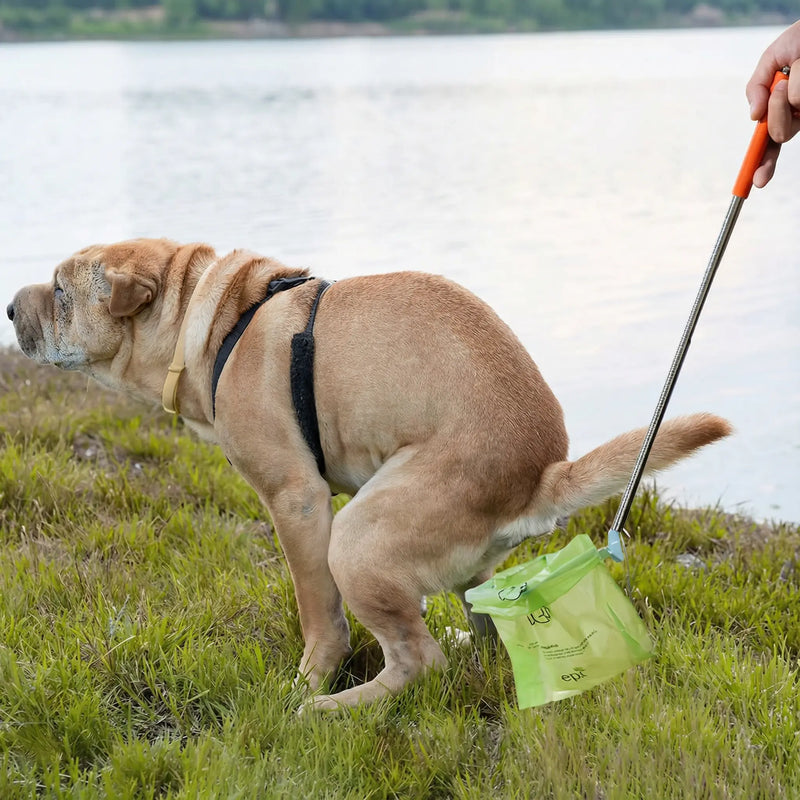 Position behind your dog