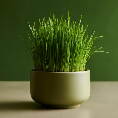 Cat Grass